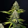 Detailed macro of a dried OG Kush Feminized flower bud, legendary genetics available at Evertree EU.