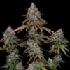Symmetrical OG Kush Feminized flowering plant, high-performance feminized genetics at Evertree EU.