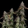Close inspection of an OG Kush Feminized flower showcasing iconic resin production, Royal Queen Seeds at Evertree EU.