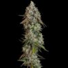 Detailed view of an OG Kush Feminized blooming flower showing heavy trichome density, Evertree EU.