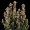 Orion F1 Hybrid autoflowering seeds in original Royal Queen Seeds packaging, Evertree EU collection.