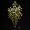 Mature Orion F1 Hybrid cannabis plant showing multiple bud sites, Evertree EU premium F1 genetics.