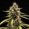 Orion F1 Hybrid flower development showcasing heavy resin production, Royal Queen Seeds at Evertree EU.