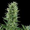 Symmetrical Quick One Autoflowering flowering plant, high-performance speed genetics at Evertree EU.