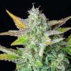 Close inspection of a Quick One Autoflowering flower showcasing heavy resin production, Royal Queen Seeds at Evertree EU.
