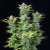 Detailed view of a Quick One Autoflowering blooming flower showing heavy trichome density, Evertree EU.