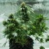 Detailed view of a high-quality Royal Dwarf Autoflowering dried flower bud, available at Evertree Europe.