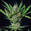 Symmetrical Royal Dwarf Autoflowering flowering plant, high-performance "bonsai" style genetics at Evertree EU.