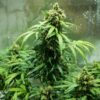 Close inspection of a Royal Dwarf Autoflowering flower showcasing heavy resin production, Royal Queen Seeds at Evertree EU.