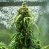 Detailed view of a Royal Dwarf Autoflowering blooming flower showing heavy trichome coverage, Evertree EU.