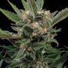 High-yield Royal Gorilla Feminized flowering plant with multiple heavy bud sites, available at Evertree EU.