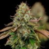 Detailed view of a resinous Royal Highness CBD Feminized dried bud, premium CBD-rich seeds at Evertree Europe.