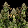 Symmetrical Royal Highness CBD Feminized flowering plant with a sturdy structure, Royal Queen Seeds at Evertree EU.
