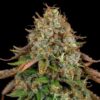 Close inspection of a Royal Highness CBD Feminized flower showcasing medicinal resin production, Royal Queen Seeds at Evertree EU.