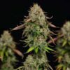 Detailed view of a Royal Highness CBD Feminized blooming flower showing heavy trichome density, Evertree EU.