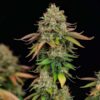 Close-up of Royal Highness CBD Feminized flowering top showing heavy trichome coverage, premium seeds at Evertree EU.