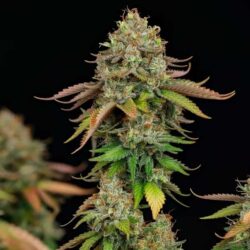 Close-up of Royal Highness CBD Feminized flowering top showing heavy trichome coverage, premium seeds at Evertree EU.