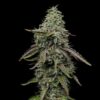 Detailed view of a premium Special Kush 1 Feminized dried flower bud, top-tier Kush genetics at Evertree EU.