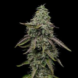 Detailed view of a premium Special Kush 1 Feminized dried flower bud, top-tier Kush genetics at Evertree EU.