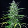 Symmetrical Special Kush 1 Feminized flowering plant with a sturdy structure, high-performance genetics at Evertree EU.
