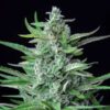 Close inspection of a Special Kush 1 Feminized flower showcasing classic Kush resin production, available at Evertree EU.