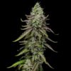 Detailed view of a Special Kush 1 Feminized blooming flower showcasing heavy trichome density, Evertree EU.