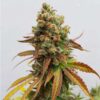 Macro photography of a Special Queen 1 Feminized flower during peak bloom, Royal Queen Seeds at Evertree EU.