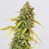 Detailed view of a Special Queen 1 Feminized blooming flower showcasing heavy resin, Royal Queen Seeds at Evertree EU.