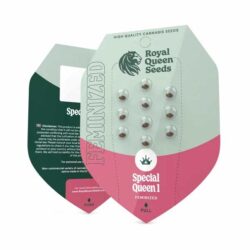 Official Royal Queen Seeds Special Queen 1 Feminized seed packet showing the 3-seed count, Evertree EU collection.