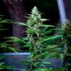 Detailed view of a resinous Stress Killer CBD Autoflowering dried bud, premium CBD-rich seeds at Evertree Europe.