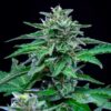 Symmetrical Stress Killer CBD Autoflowering flowering plant with heavy resin production, Royal Queen Seeds at Evertree EU.