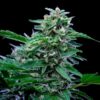 Close inspection of a Stress Killer CBD Autoflowering flower showcasing medicinal resin, Royal Queen Seeds at Evertree EU.
