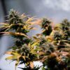 Detailed view of a Stress Killer CBD Autoflowering blooming flower showing heavy trichome density, Evertree EU.