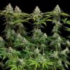 Detailed macro of a dried White Widow Feminized flower bud, classic Dutch genetics at Evertree EU.