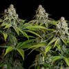 Symmetrical White Widow Feminized flowering plant with heavy resin production, high-performance genetics at Evertree EU.