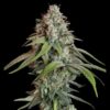 Close inspection of a White Widow Feminized flower showcasing heavy resin, Royal Queen Seeds at Evertree EU.