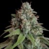 Detailed view of a White Widow Feminized blooming flower showing heavy trichome density, Evertree EU.